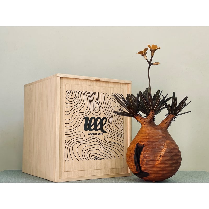 01【桐箱付】グラキリス Pachypodium Gracilius | MOCMOC woo