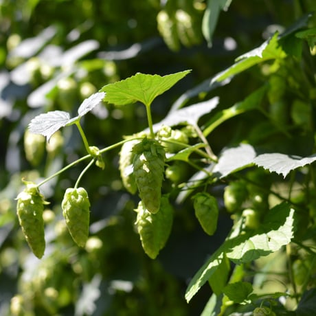 【定番】巻風IPA ６缶