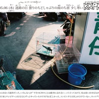 壁新聞/KKPK通信 2020年5月6日号 Vol.31