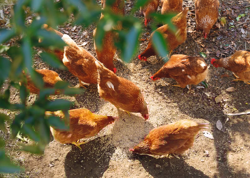 やまんたまご【24個入り】【40個入り】※クール便発送 | もろつかストア