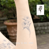 Karisome｜Lilly【C-81】