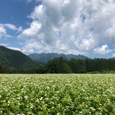 戸隠産そば粉の生そば〈4人前・つゆ付き〉