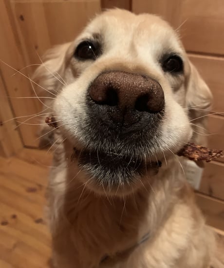 Apple Jerky：アップルジャーキー（犬用）1袋と3袋セット