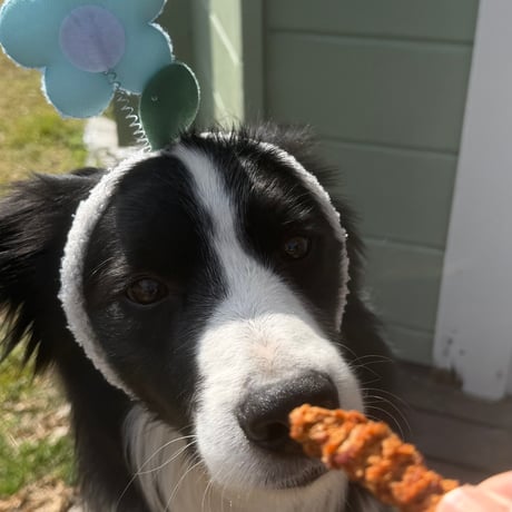 Apple Jerky：アップルジャーキー（犬用）1袋・3袋セット・5袋セット