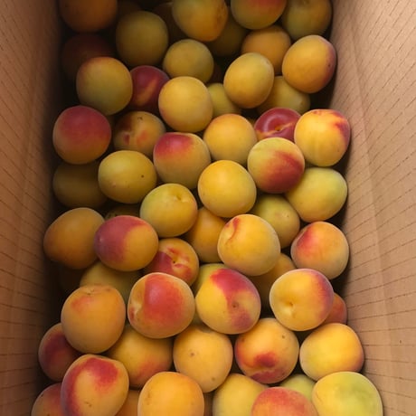 土と水にこだわった　山森農園の　　完全完熟生梅　 10kg（送料込み価格）
