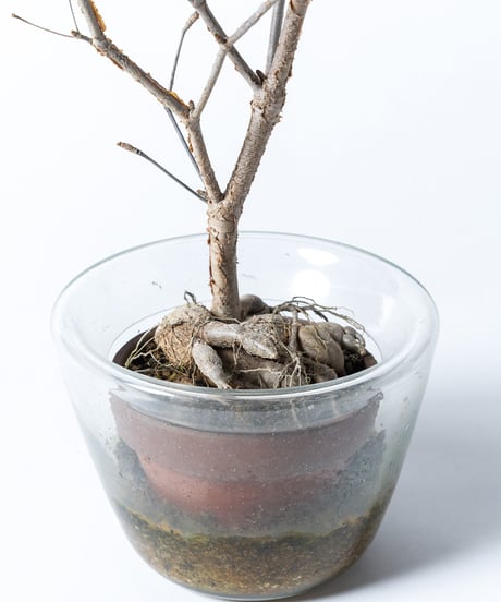 Euphorbia mahabobokensis + SP Pot