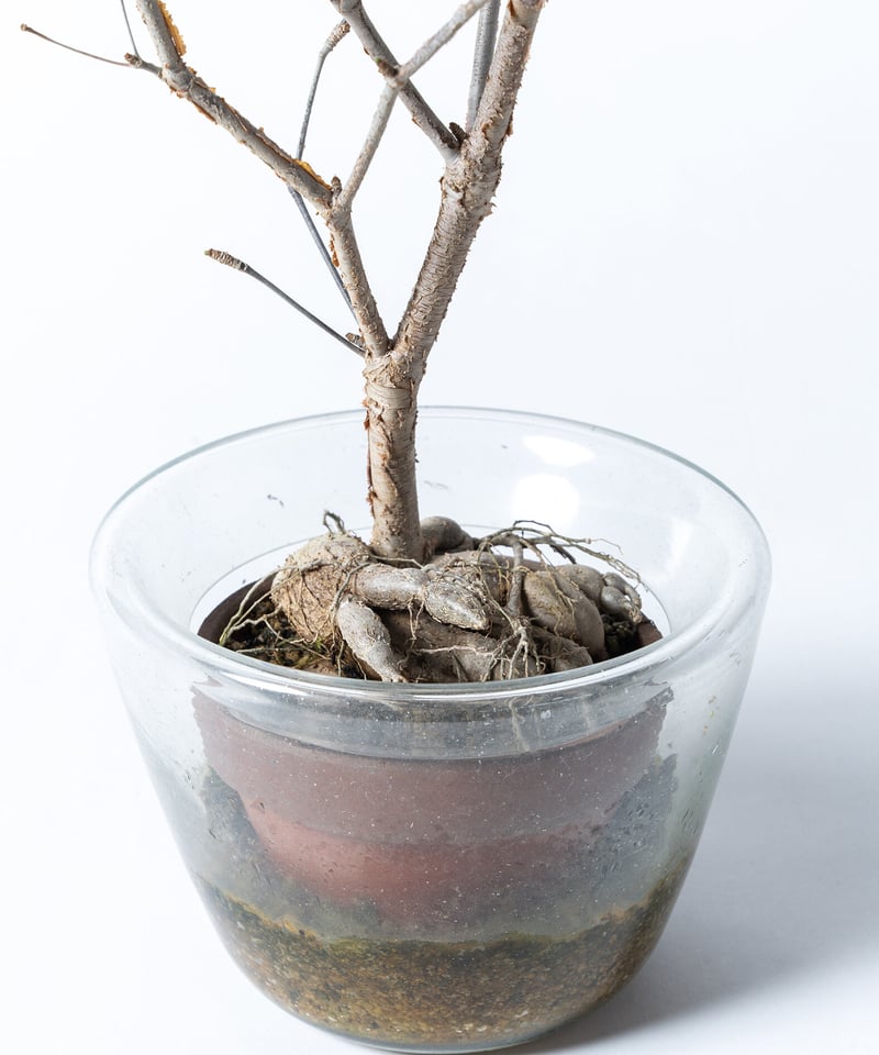 Euphorbia mahabobokensis + SP Pot | rootbound