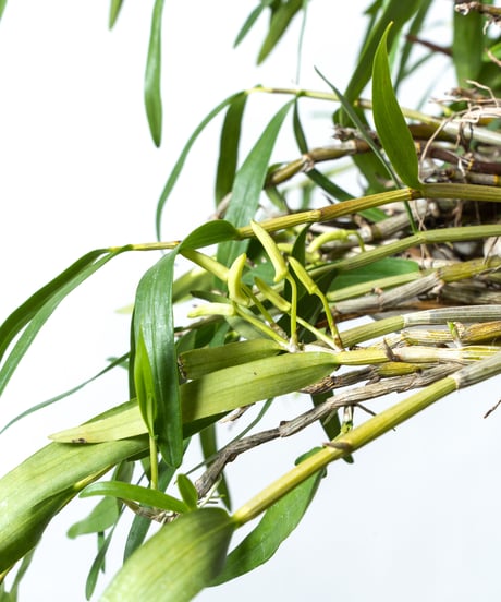 Dendrobium tosaense + SP Plate