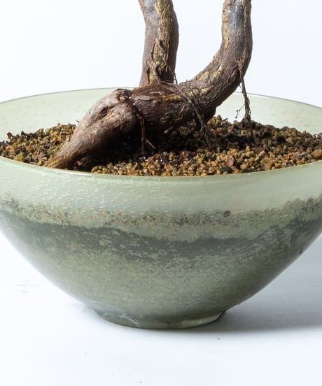 Operculicarya decaryi + SP Pot