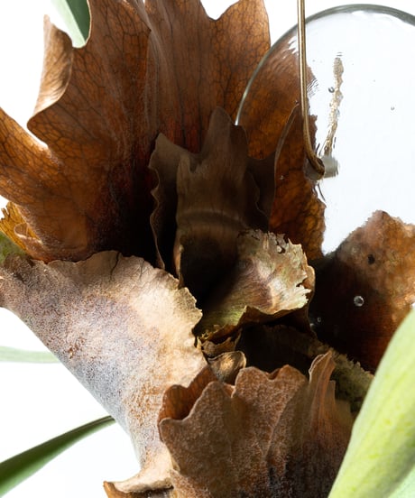 Platycerium bifurcatum + JD Plate