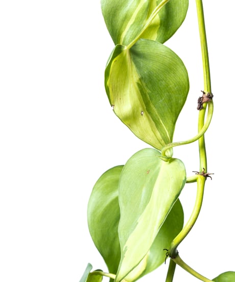 Philodendron oxycardium ’Brasil' + SP Pot