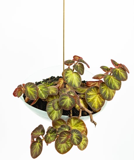 Begonia Hyb. + Lotus