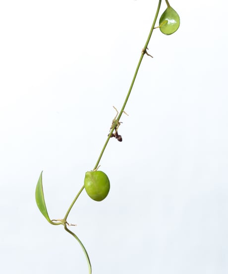 Hoya heuschkkeliana / Hoya rotundiflora + Shell Pot