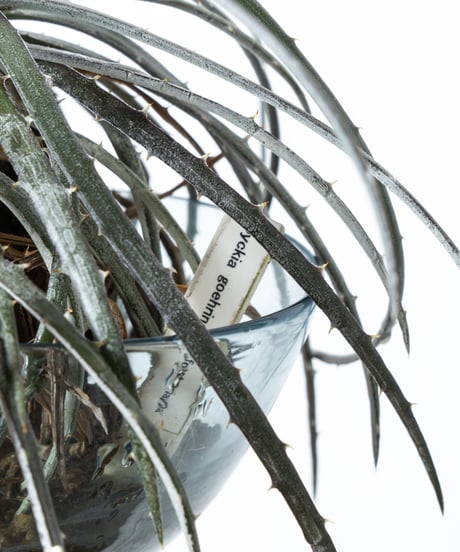 Dyckia goehringii×fosteriana + Shell Pot