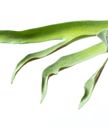 Platycerium bifurcatum + JD Plate
