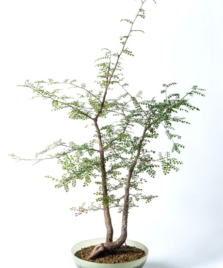Operculicarya decaryi + SP Pot