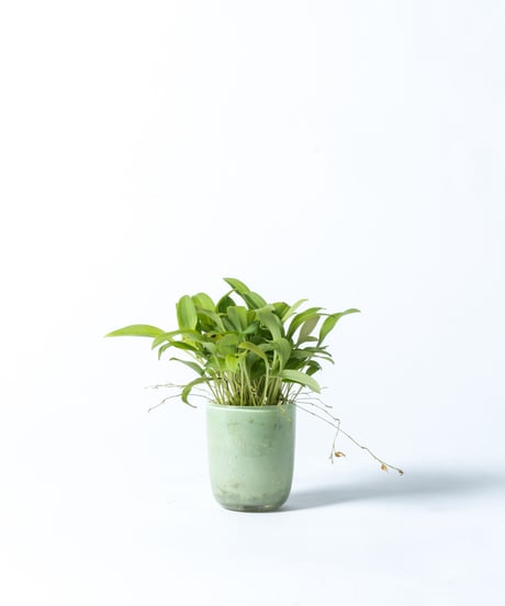 Scaphosepalum cimex + SP Pot