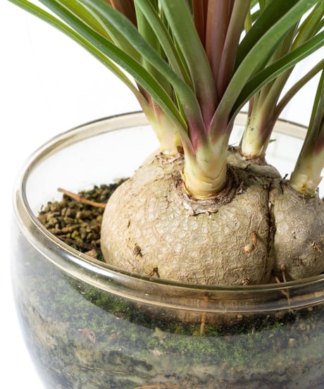 Beaucarnea recurvata + SP Pot