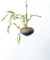 Coel cristata f.alba 'Pure white' + SP POT