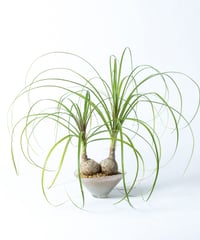 Beaucarnea recurvata + SP Pot