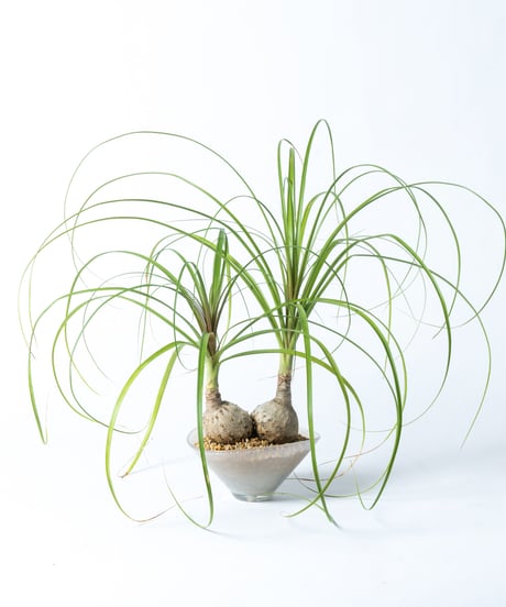 Beaucarnea recurvata + SP Pot