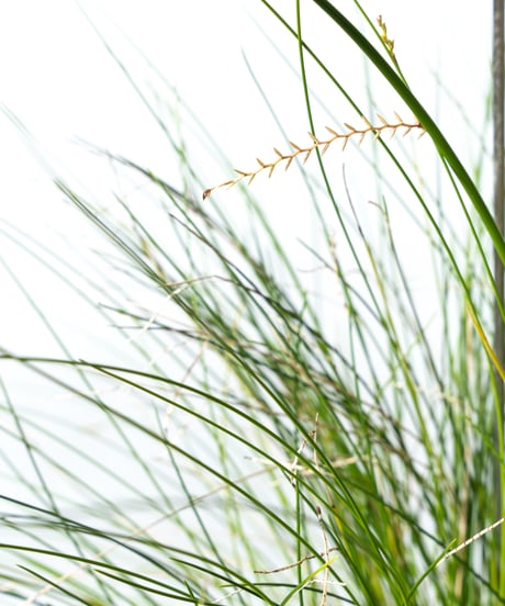 Scaphosepalm S.P.x2 / Dendrochilum S.P / tenellum + Lotus (Recycled glass)