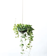 Hoya heuschkkeliana / Hoya rotundiflora + Shell Pot