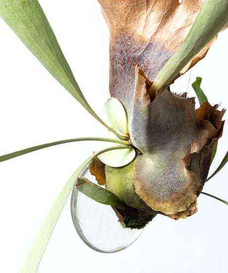 Platycerium bifurcatum + JD Plate