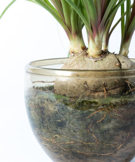 Beaucarnea recurvata + SP Pot