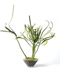 Euphorbia xylophylloides + SP Pot