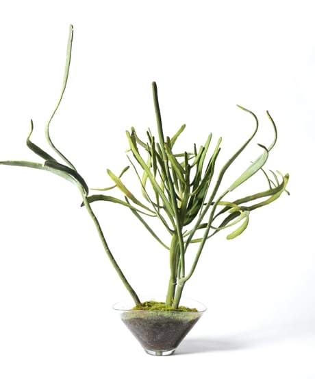 Euphorbia xylophylloides + SP Pot