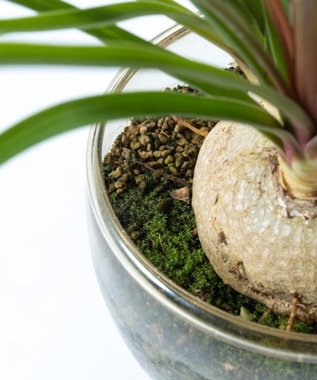 Beaucarnea recurvata + SP Pot