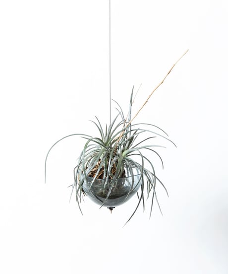 Dyckia goehringii×fosteriana + Shell Pot