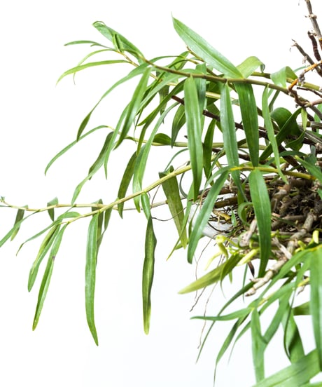 Dendrobium tosaense + SP Plate