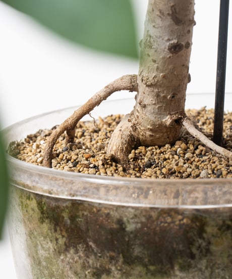 Schefflera arboricola cv. Compacta + SP POT