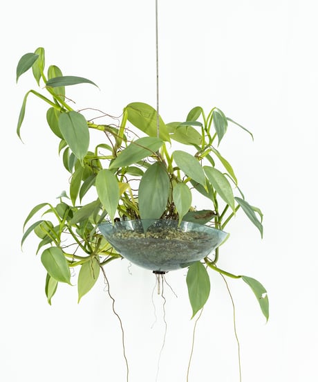 Philodendron 'Silver Metal' + Lotus