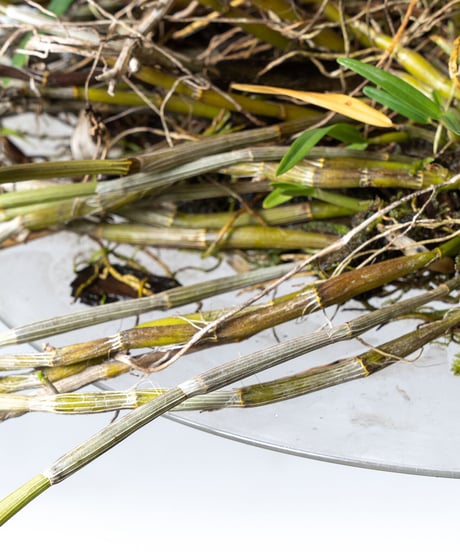 Dendrobium tosaense + SP Plate