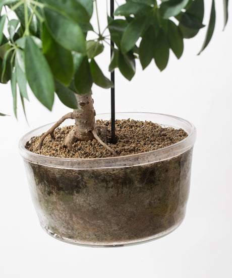 Schefflera arboricola cv. Compacta + SP POT