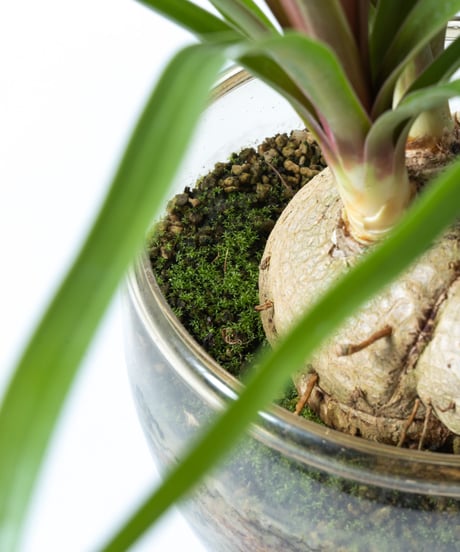 Beaucarnea recurvata + SP Pot