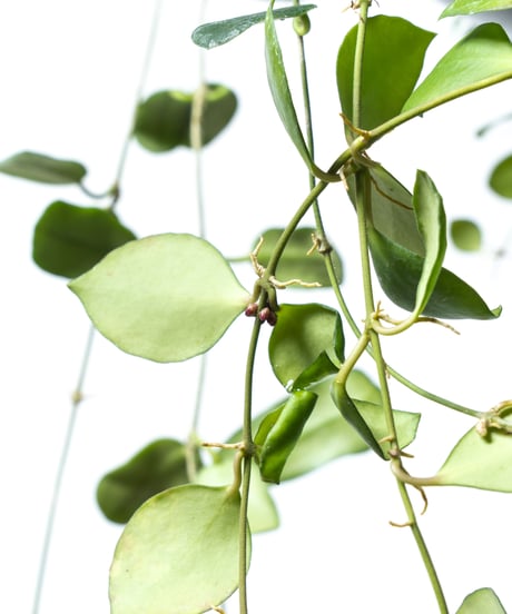 Hoya heuschkkeliana / Hoya rotundiflora + Shell Pot