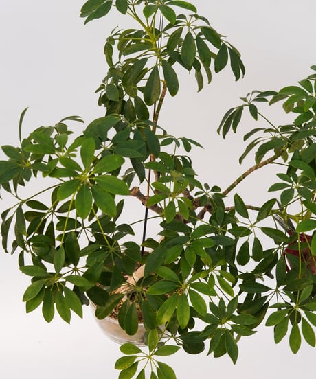 Schefflera arboricola cv. Compacta + SP POT