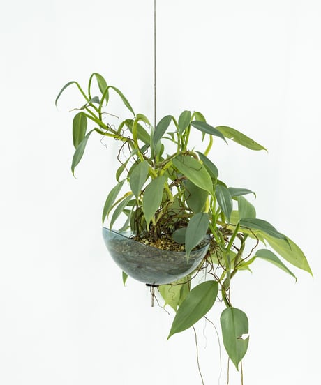 Philodendron 'Silver Metal' + Lotus