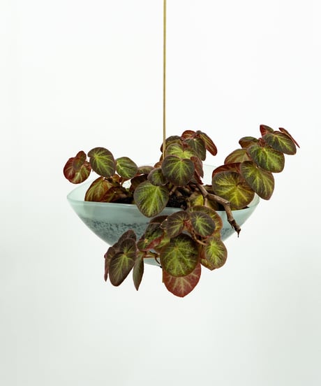 Begonia Hyb. + Lotus