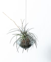 Dyckia goehringii×fosteriana + Shell Pot