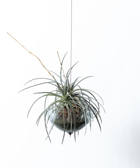 Dyckia goehringii×fosteriana + Shell Pot