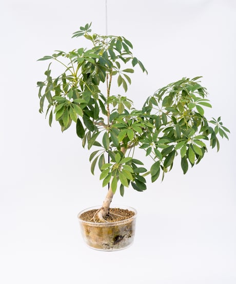Schefflera arboricola cv. Compacta + SP POT