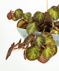 Begonia Hyb. + Lotus