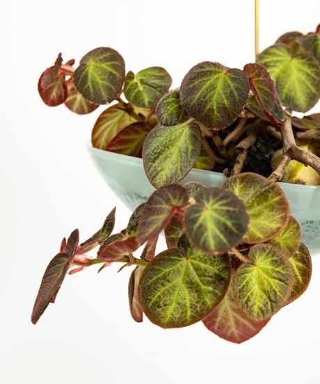 Begonia Hyb. + Lotus