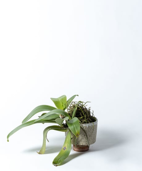 Phalaenopsis violacea