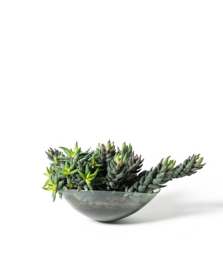 Haworthiopsis coarctata / Haworthia enon + Lotus (Recycled glass)